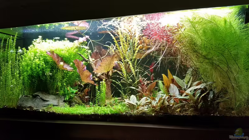 Aquarium Becken 32663 von Ichigo (10)