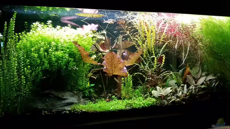 Aquarium Becken 32663 von Ichigo (12)