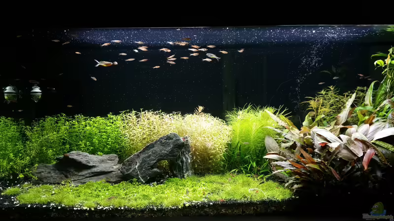 Aquarium Becken 32663 von Ichigo (2)