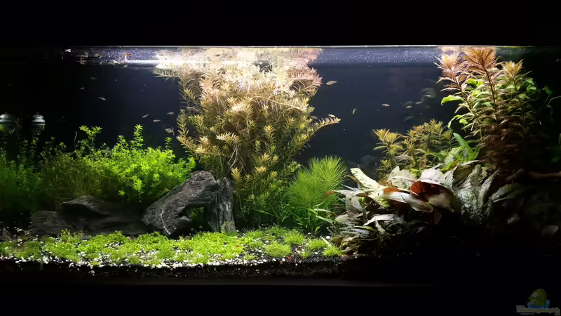 Aquarium Becken 32663 von Ichigo (5)