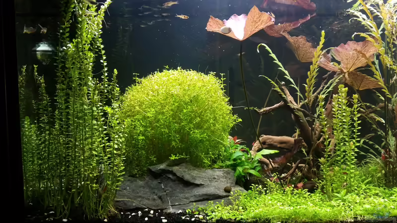 Aquarium Becken 32663 von Ichigo (6)