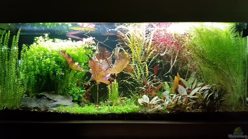 Aquarium Becken 32663 von Ichigo (7)