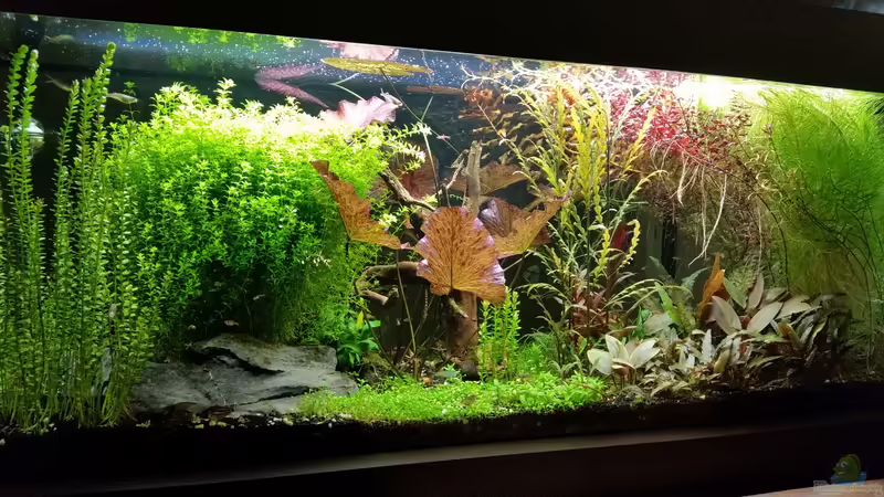 Aquarium Becken 32663 von Ichigo (8)