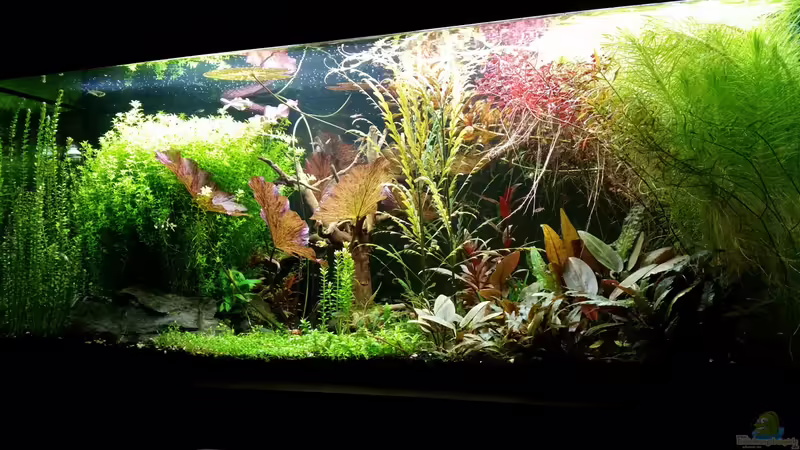 Aquarium Becken 32663 von Ichigo (9)