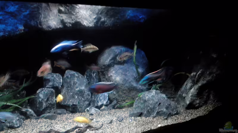 Aquarium Becken 32689 von Heike Fuchs (10)