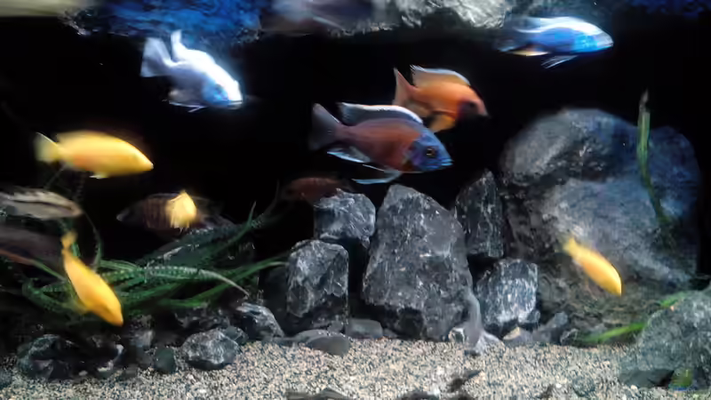 Aquarium Becken 32689 von Heike Fuchs (12)