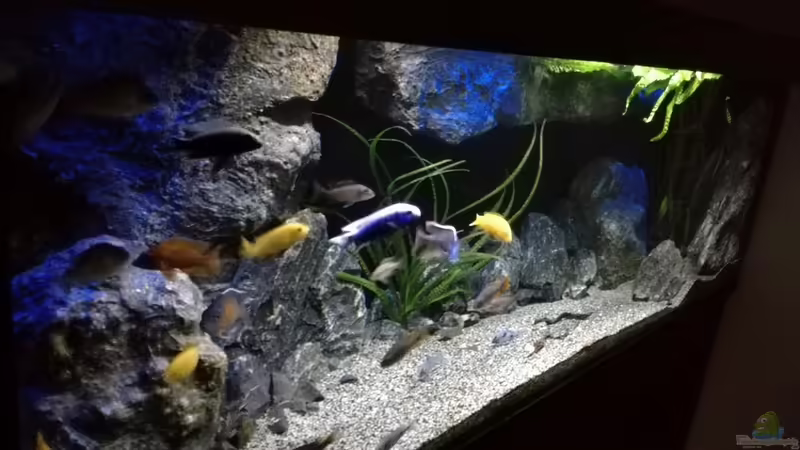 Aquarium Becken 32689 von Heike Fuchs (14)