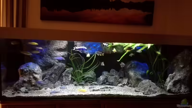 Aquarium Becken 32689 von Heike Fuchs (15)