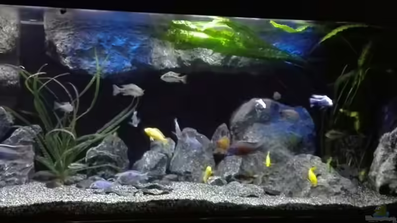 Aquarium Becken 32689 von Heike Fuchs (4)