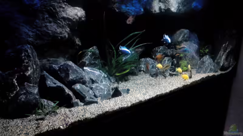 Aquarium Becken 32689 von Heike Fuchs (5)