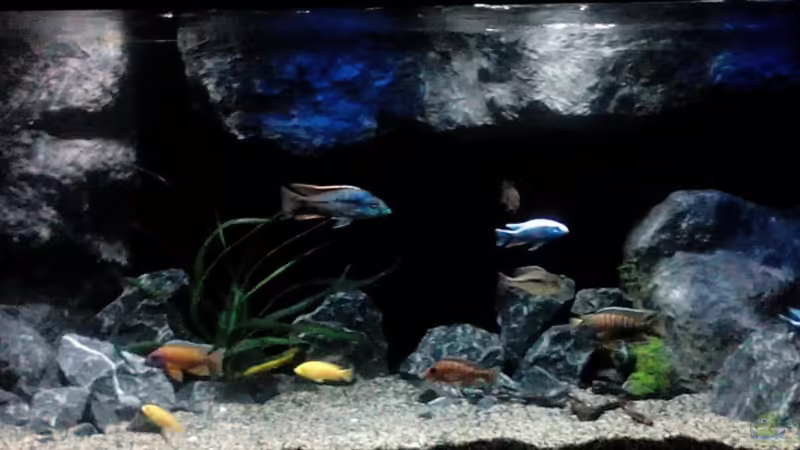 Aquarium Becken 32689 von Heike Fuchs (6)