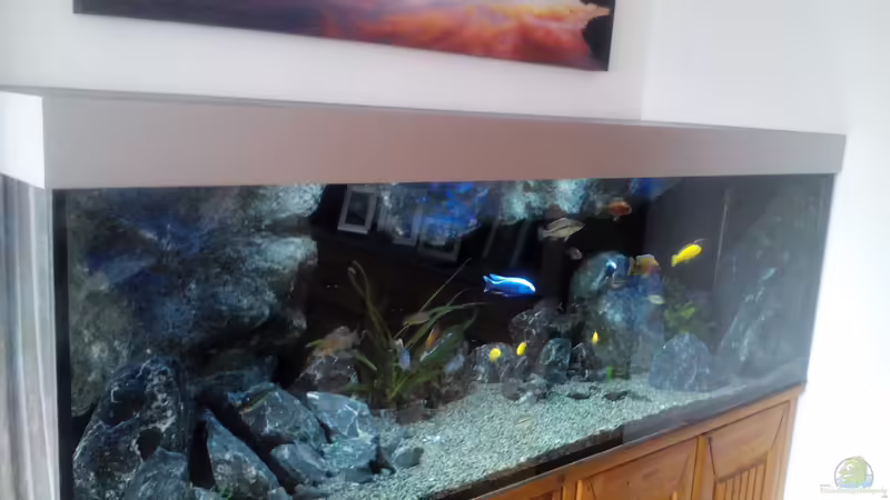 Aquarium Becken 32689 von Heike Fuchs (8)