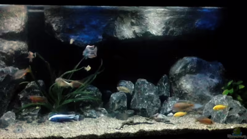 Aquarium Becken 32689 von Heike Fuchs (9)