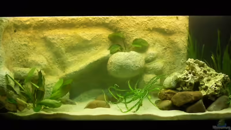 Aquarium Becken 3269 von Rene Kandler (2)