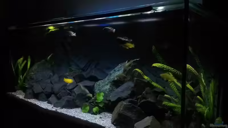 Aquarium Becken 32694 von Guido Studtrucker (6)