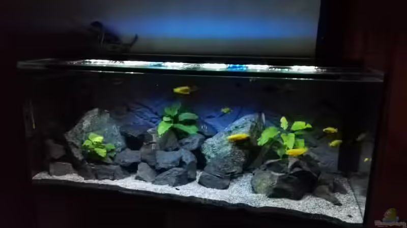 Aquarium Becken 32694 von Guido Studtrucker (8)