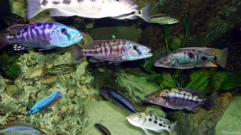 Aquarium Becken 327 von Heiko Gröschel (2)