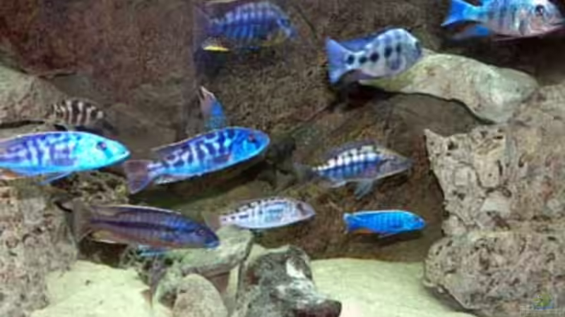 Aquarium Becken 327 von Heiko Gröschel (3)