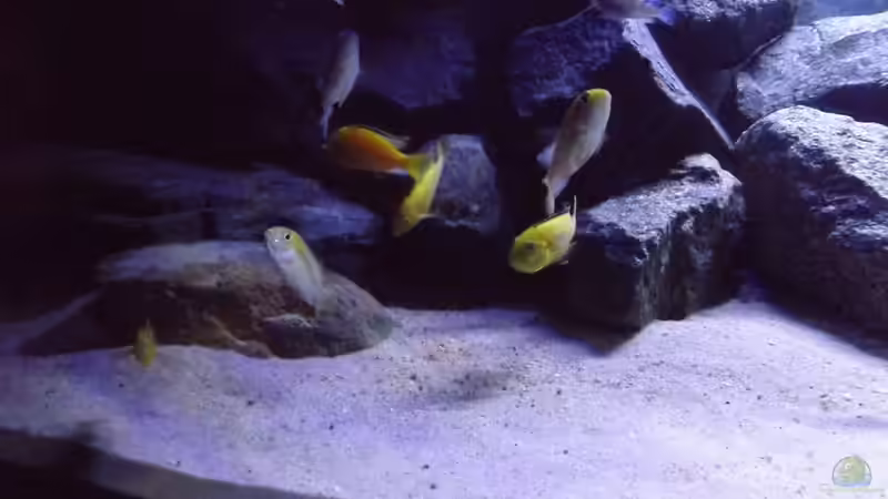 Aquarium Becken 32731 von O-Conner (14)