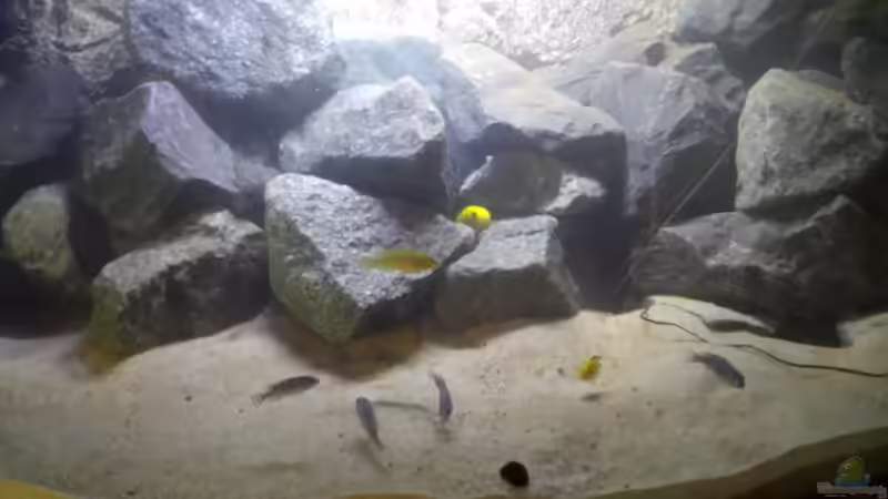 Aquarium Becken 32731 von O-Conner (15)