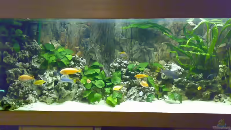 Aquarium Becken 3276 von der Preusse (3)