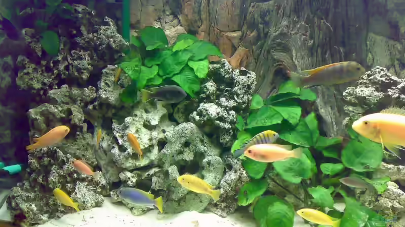 Aquarium Becken 3276 von der Preusse (5)