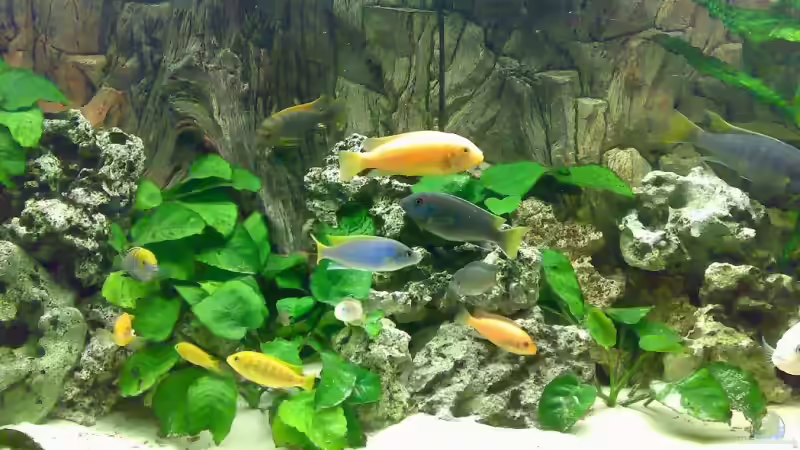 Aquarium Becken 3276 von der Preusse (6)