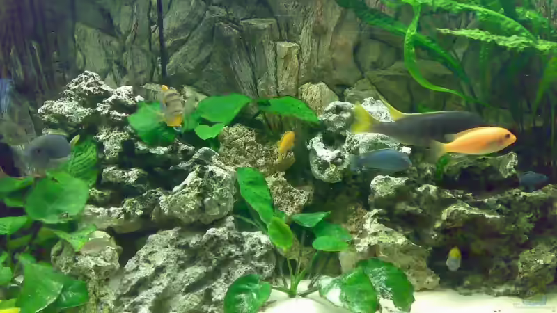 Aquarium Becken 3276 von der Preusse (7)