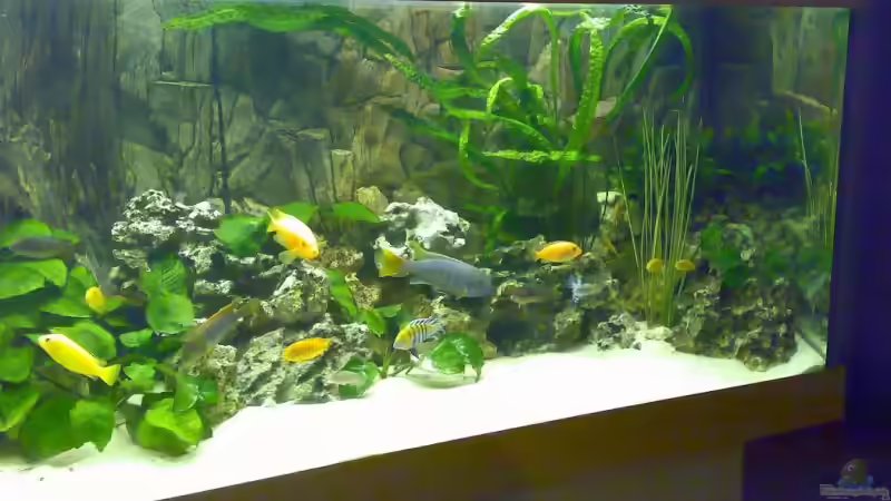 Aquarium Becken 3276 von der Preusse (8)