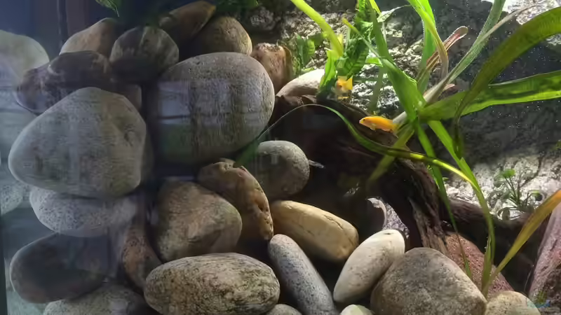 Aquarium Becken 32776 von Masda (4)