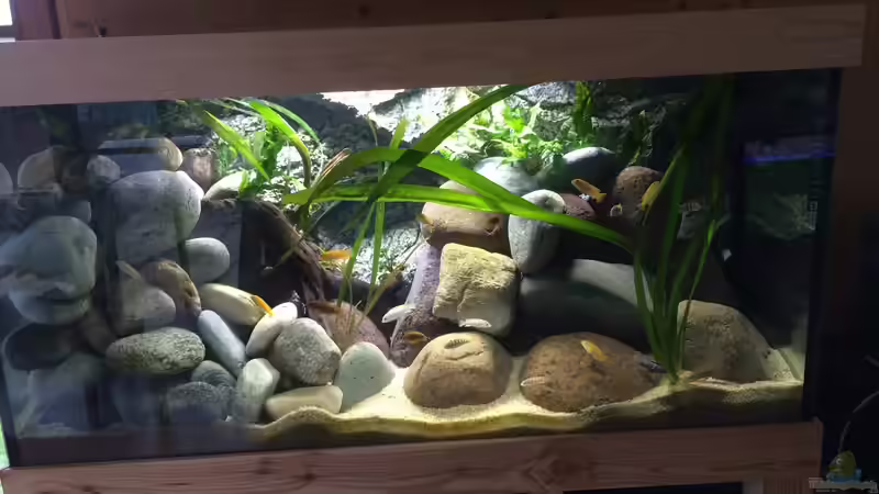 Aquarium Becken 32776 von Masda (6)