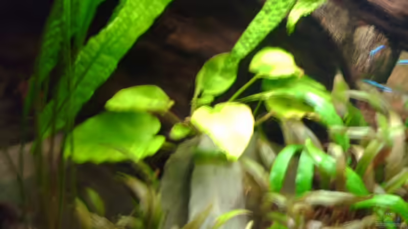 Aquarium Becken 3283 von Pierre Weihmann (2)