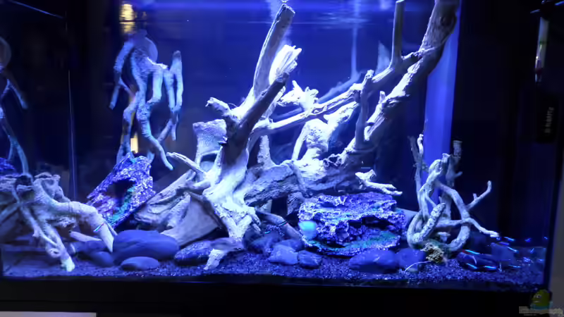 Aquarium Becken 32838 von Hans-Hubert (3)