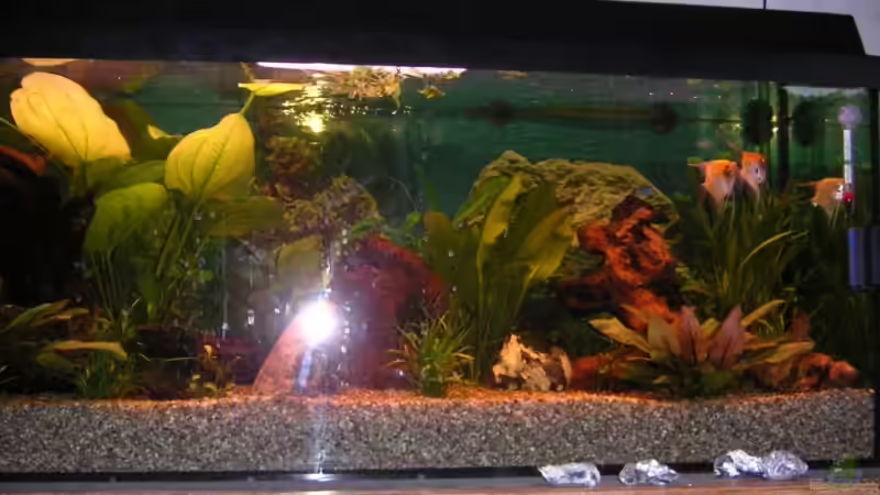 Aquarium Becken 3286 von Kai Himmelreich (2)