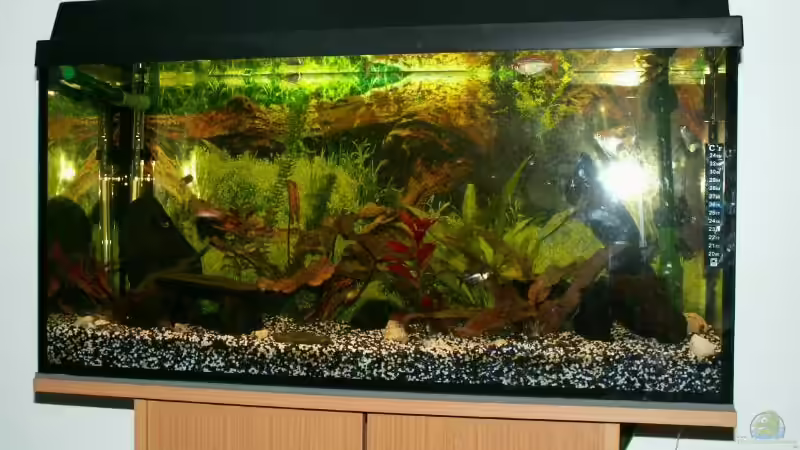 Aquarium Becken 3297 von Thomas Kluge (2)