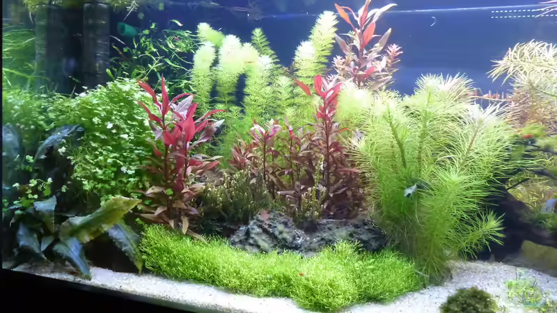 Aquarium Becken 33025 von Dorschi (2)