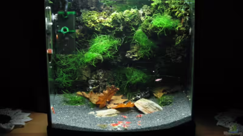 Aquarium Becken 3303 von Tom Zimmermann (2)