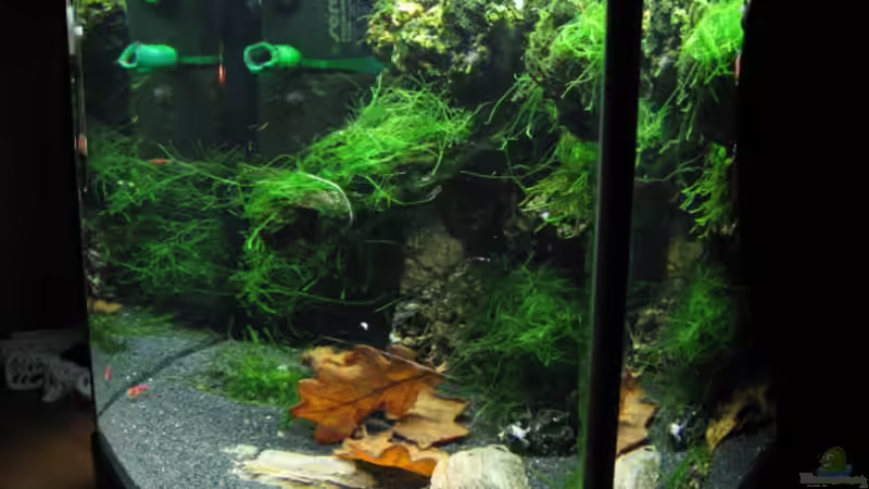 Aquarium Becken 3303 von Tom Zimmermann (4)