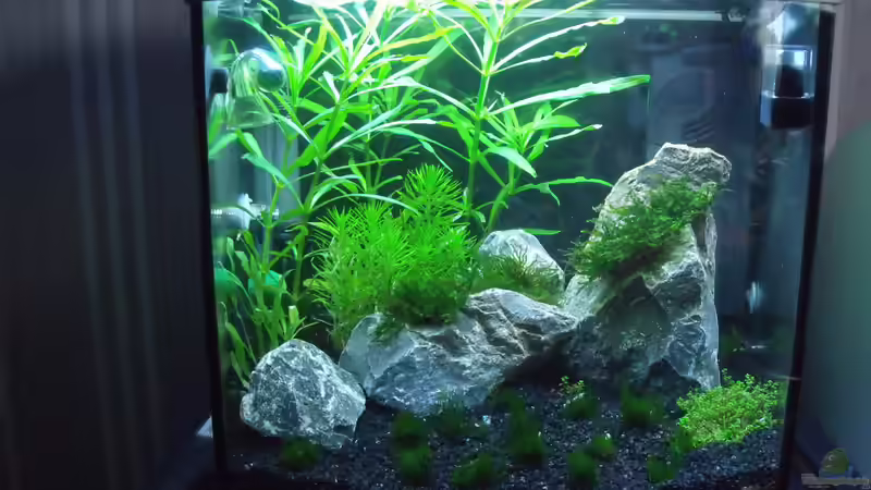 Aquarium Becken 33188 von Theo Becker (2)