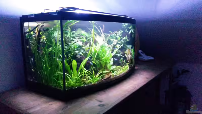 Aquarium Becken 33190 von Rabäukchen (3)