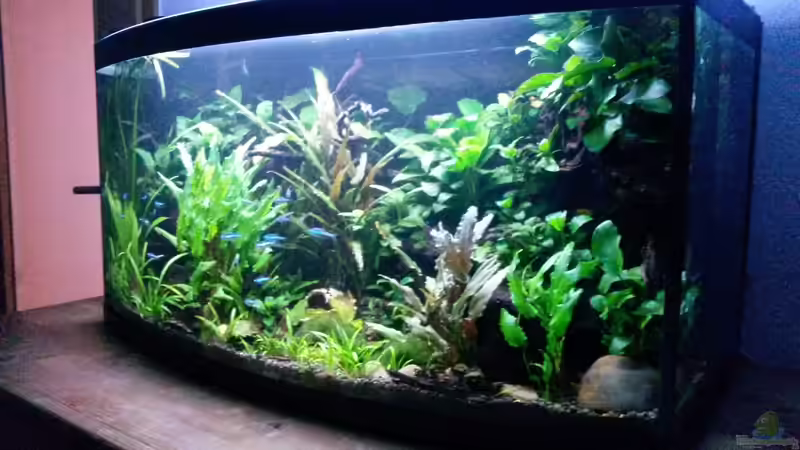 Aquarium Becken 33190 von Rabäukchen (4)