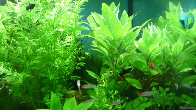 Aquarium Becken 33229 von stveko (2)