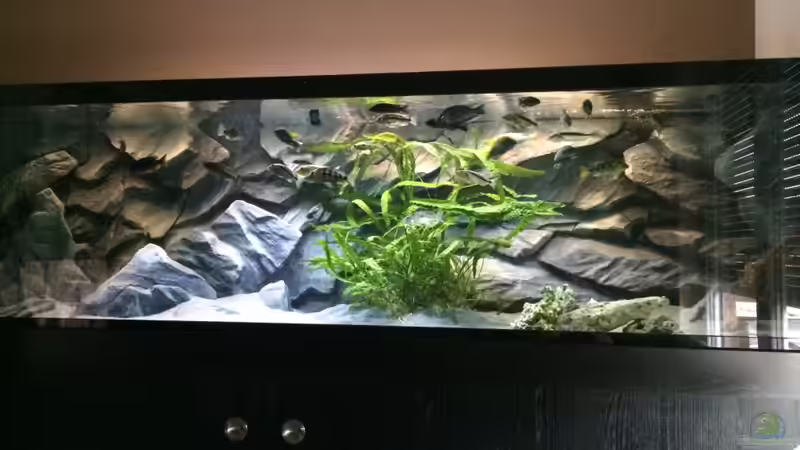 Aquarium Becken 33264 von Matze0815 (14)