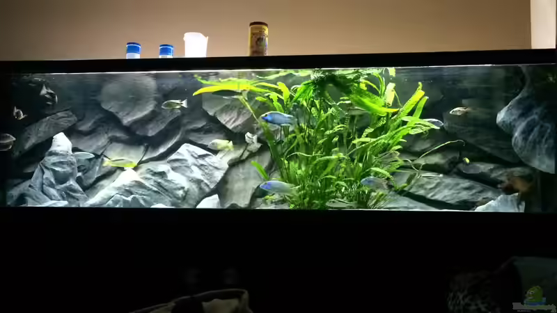 Aquarium Becken 33264 von Matze0815 (15)