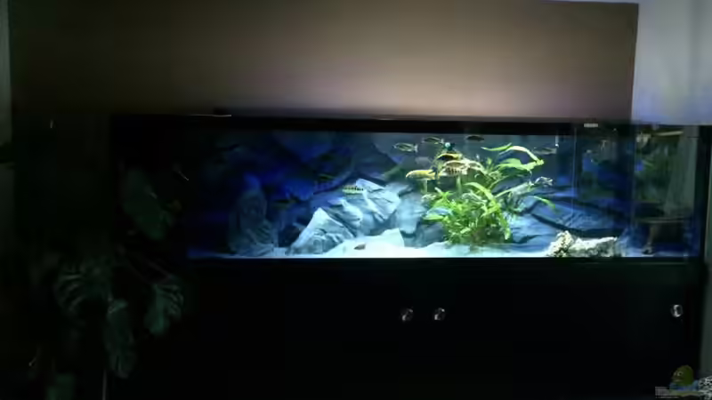 Aquarium Becken 33264 von Matze0815 (16)