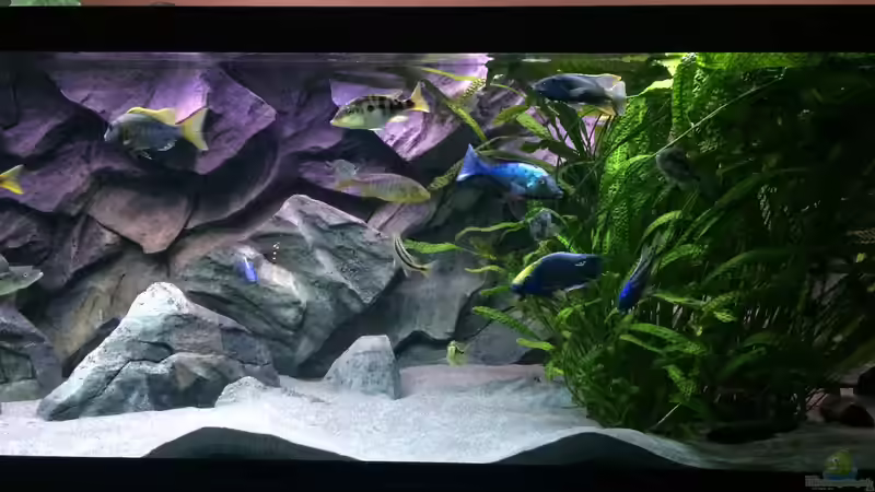 Aquarium Becken 33264 von Matze0815 (2)
