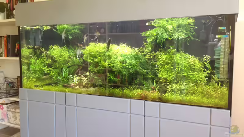 Aquarium Becken 33273 (aufgelöst) von Dominik Wexenberger (2)