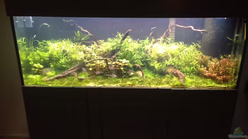 Aquarium Becken 33273 (aufgelöst) von Dominik Wexenberger (4)