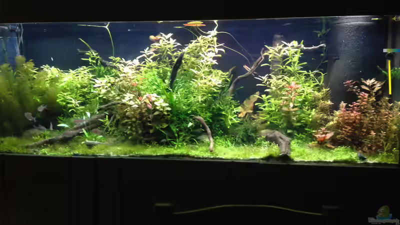 Aquarium Becken 33273 (aufgelöst) von Dominik Wexenberger (5)