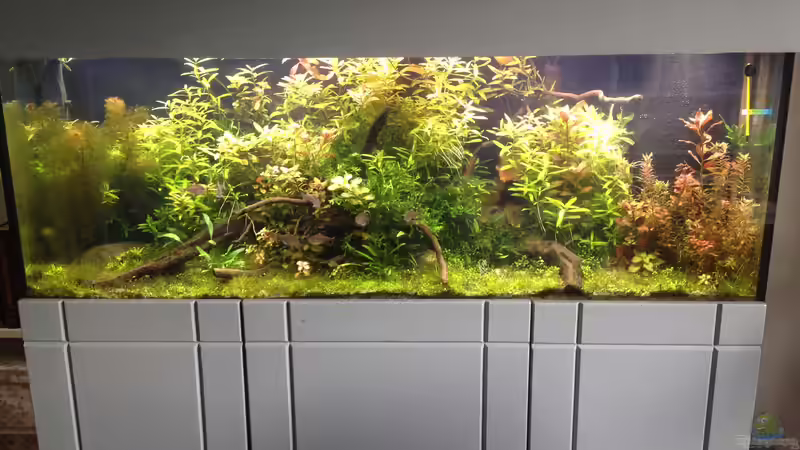 Aquarium Becken 33273 (aufgelöst) von Dominik Wexenberger (6)